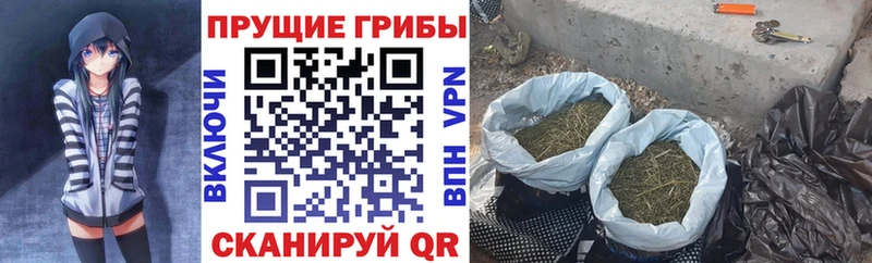 Псилоцибиновые грибы Cubensis где найти Клин